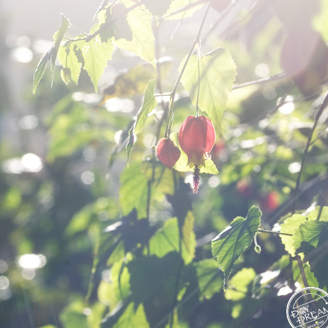 Greenhouse of midwinter