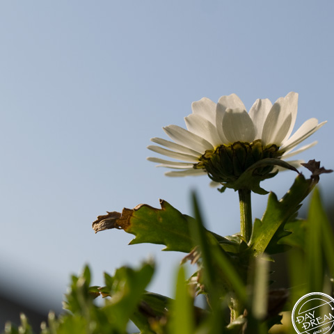 Lonely white early in the spring