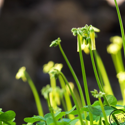 Early-morning outing. go to rendezvous