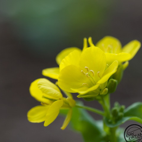 Vernal flowers began to bloom. 