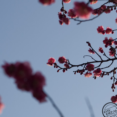 Plum blossoms and winter daphne