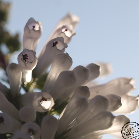 In the morning that gets up early