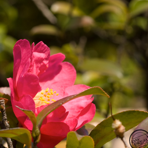 Bird in the softscape