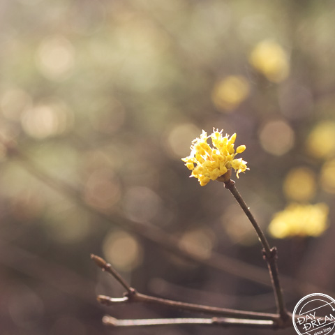 Morning yellow light
