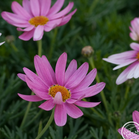 Early spring bloomer