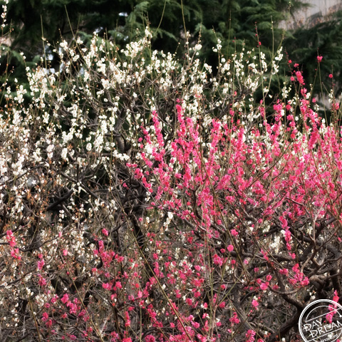 Feel blue...but rouge and white...