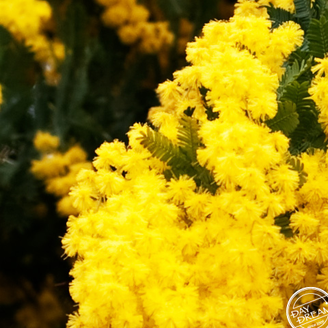 Blossomy Cootamundra wattle