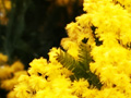 Blossomy Cootamundra wattle Blossomy Cootamundra wattle