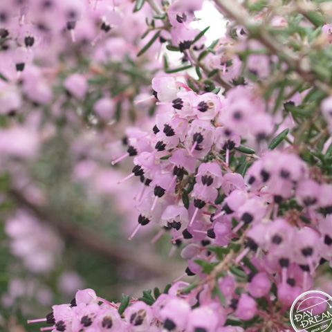 Went to the bride. Erica.