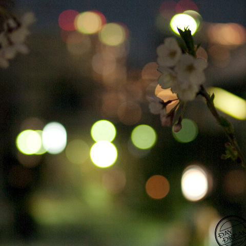 Balmy evening in spring