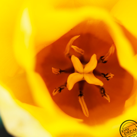 Sun Yellow Light Golden