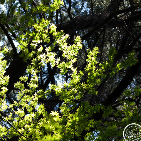 Whispered. in the woods