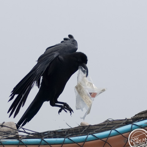 The Black busy worker