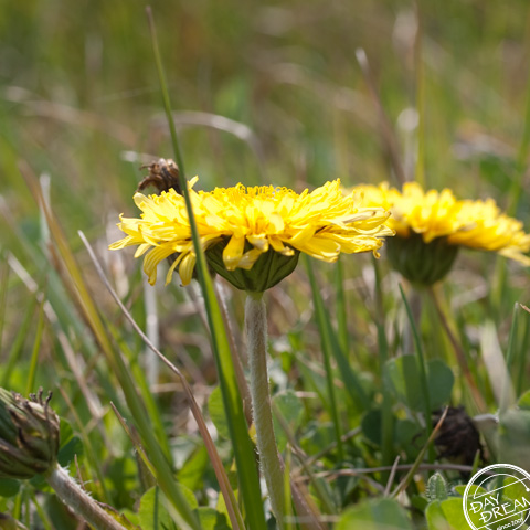 Yellow dandelion