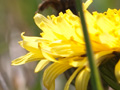 Yellow dandelion