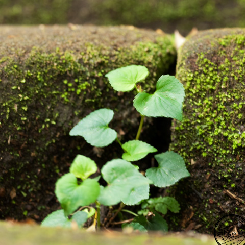 Convert and transmute