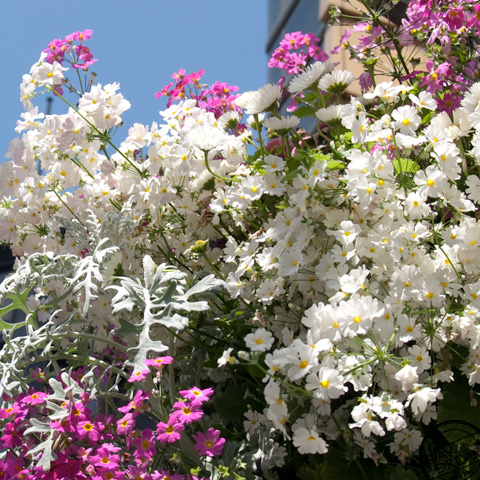 Floral path and sea