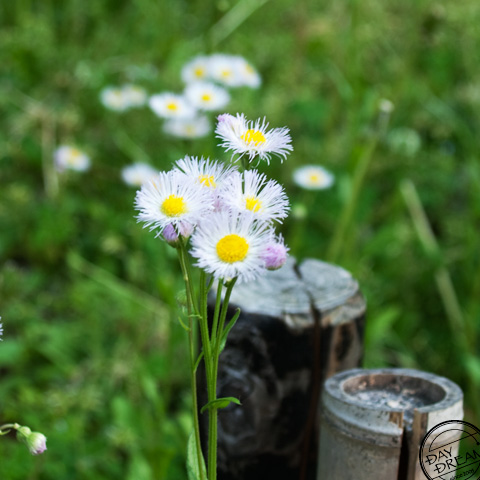 Philadelphia fleabane