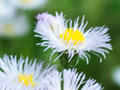 Philadelphia fleabane
