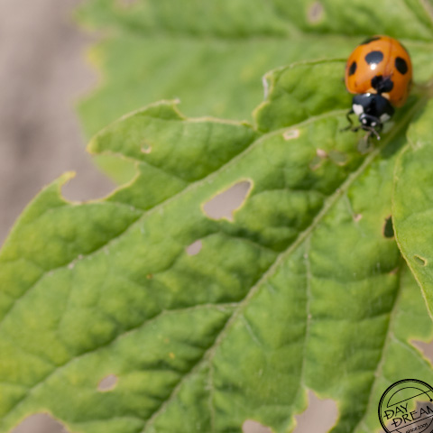 Schlepp schlepp schlepp