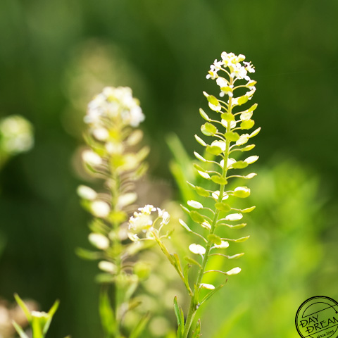 Sunlight shining on green