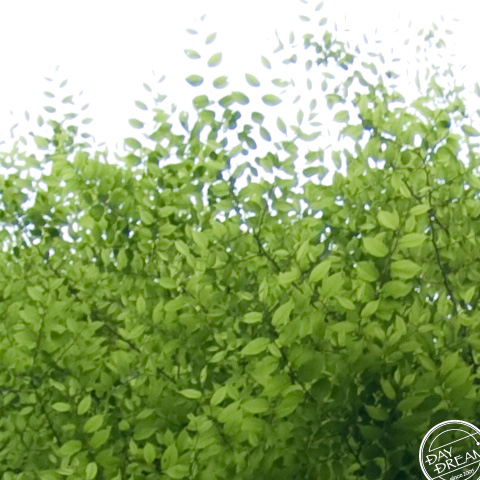 A south wind is blowing.