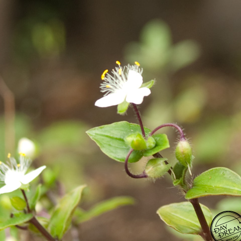 Dancy the After spring