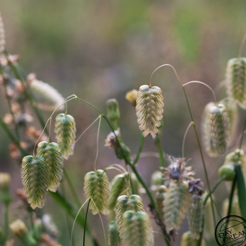 Whisper behind someone's back