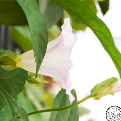 Early summer trumpet