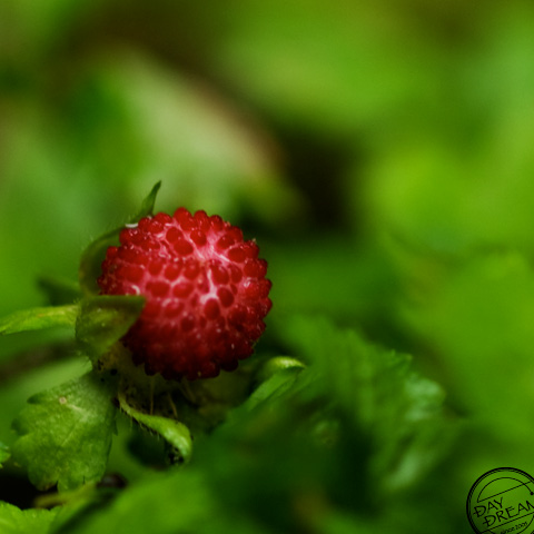 Inedible red berry