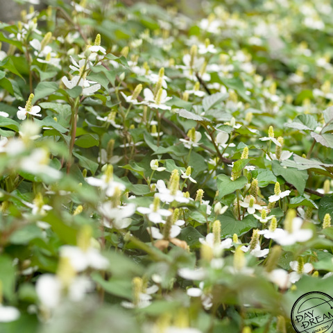 Houttuynia cordata forest