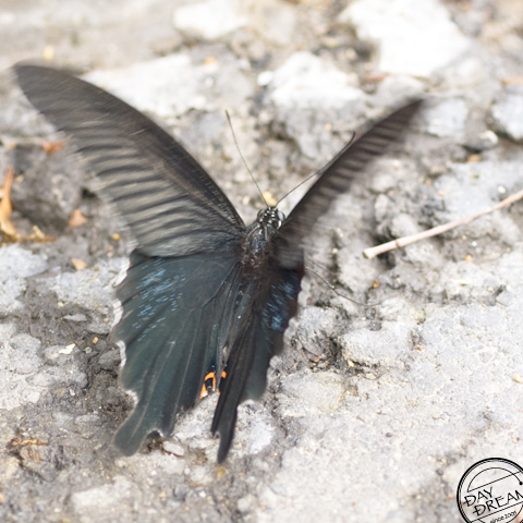 Lady in a Black dress