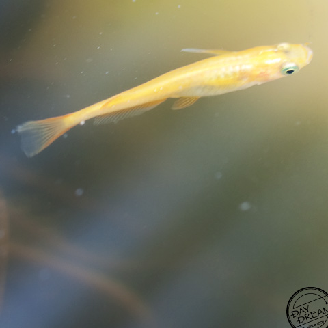 The opening of a pool