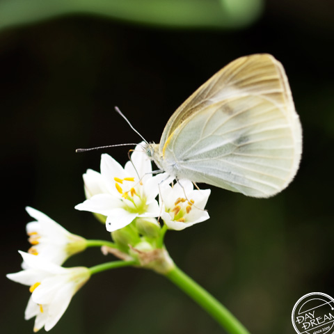 Reason to miss the bus