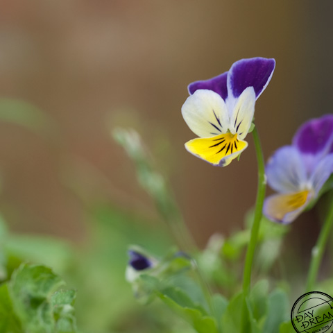 Dancy the After spring