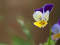 Tricolor Viola