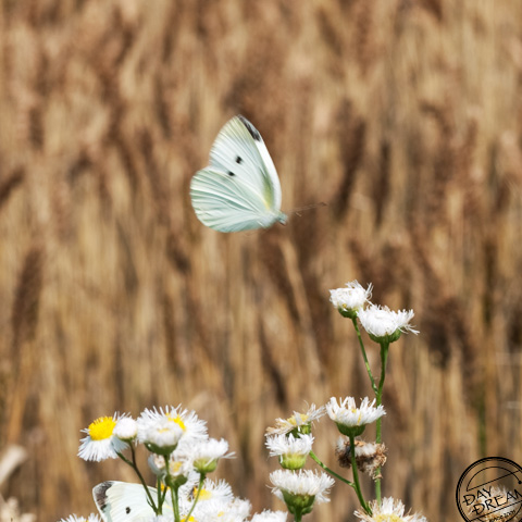 Have some kind of affair