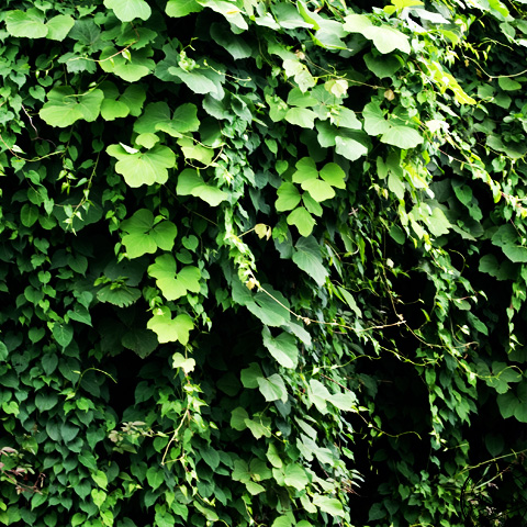 fried bean-curd stuffed with boiled rice
