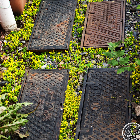 Flowering plant in narrow land