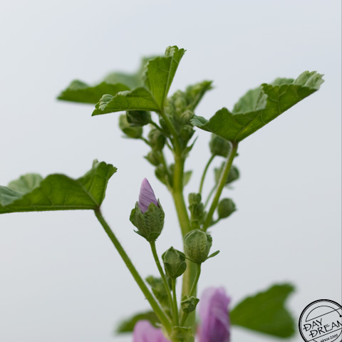 I like sushi. So do I.