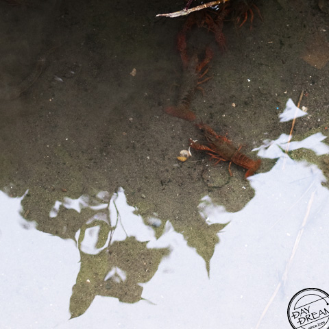 Noodling crawfishing