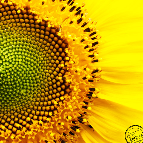 Summer Yellow Flower Love