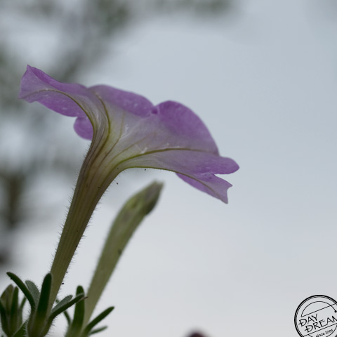 Not know how to give up