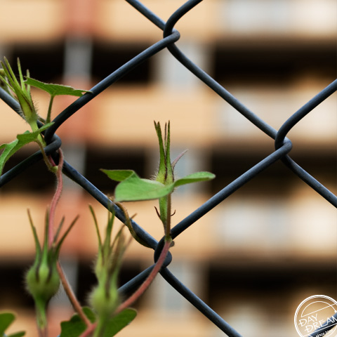 Scramble over the fence
