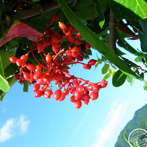 Wind of autumn. Sunlight of summer