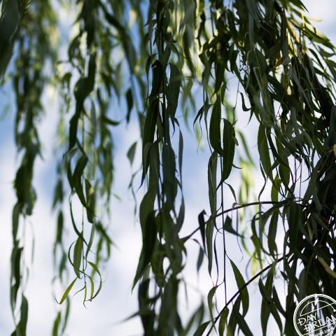 Willow overhanging the window