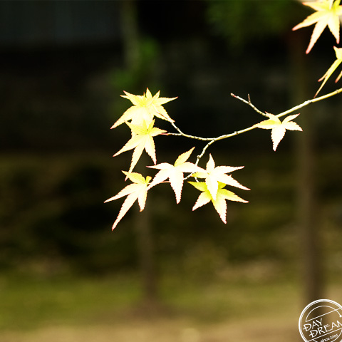 I bet it's his first love