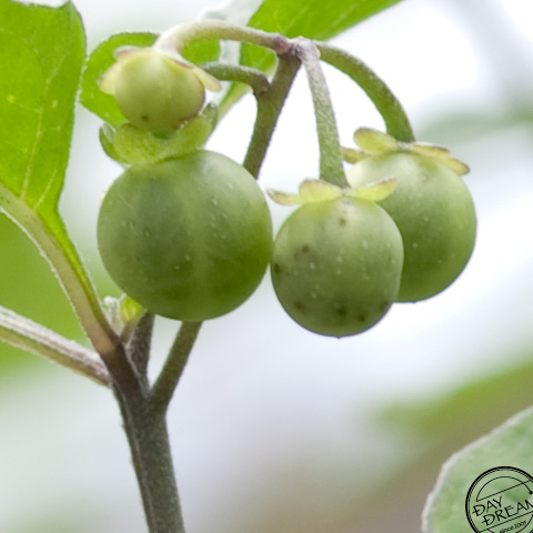 Promise of returning without fail