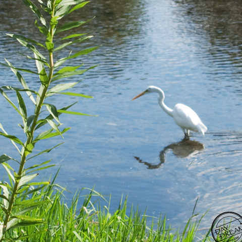 Even a master fisher, however, cannot make a catch where there are no fish.