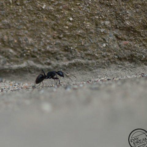 Make a lost child announcement